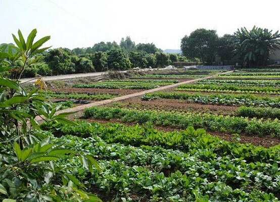 深圳九龍山生態園農家樂一日游喜獲游客好評