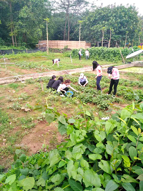 深圳九龍山生態園國慶節假期不放假陪您嗨翻天