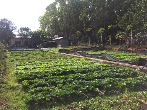 深圳農家樂九龍山生態園清明節一日游